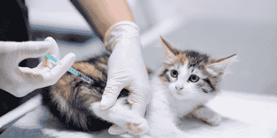 Cat First Aid, CPR and Emergency Care