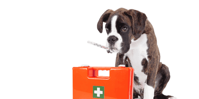 Pet First Aid and CPR Course