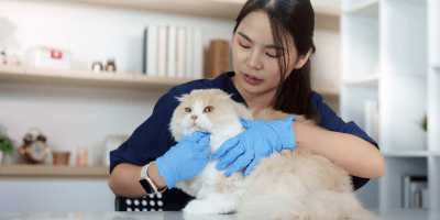 Pet Business Training