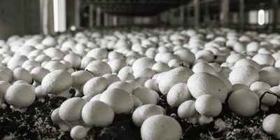 Mushroom Cultivation Training Course