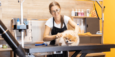 Diploma in Dog Grooming