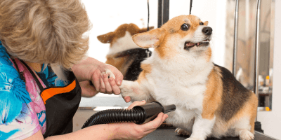 Dog Grooming and Training Course