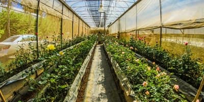 Commercial Aquaponics Training: From Basics to Business